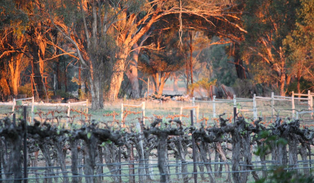 Vines at Huntington Estate. Photo Credit: Huntington Estate